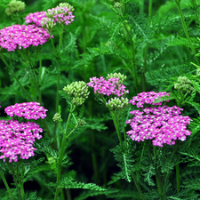 Flowers, milfoil