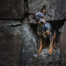 wall, dog, miniature Pinscher