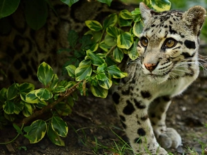 Panther, green, Bush, Misty