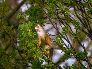 branch pics, Leaf, Common Squirrel Monkey, trees, Monkey
