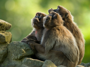 Gelada Baboon, Stones, monkey, Females, Three