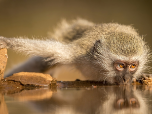 water, Green Monkey, Monkey