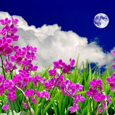 Flowers, clouds, moon, orchids