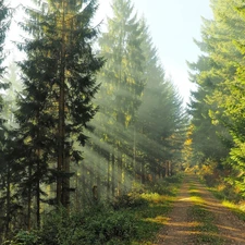 sun, ligh, flash, Spruces, viewes, luminosity, Przebijaj?ce, Way, sunny, morning, trees, forest