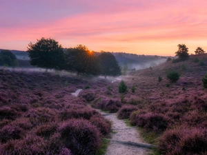 rays of the Sun, heathers, trees, morning, viewes, car in the meadow, Path, heath, Fog, hills
