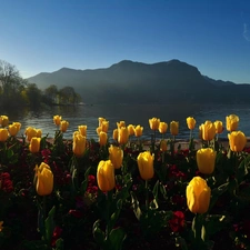 Tulips, Mountains, morning, lake