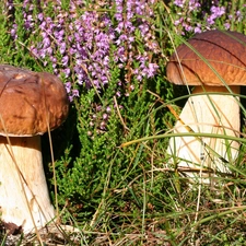 Moss, mushrooms, boletus