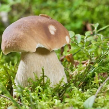 boletus, Moss