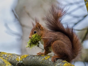 Moss, squirrel, branches