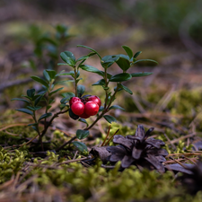 Moss, Lingonberry, cone