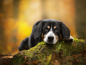 litter, Moss, Entlebucher, muzzle, dog