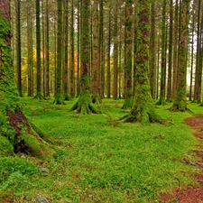 Moss, grass, trees, viewes, forest