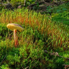 Moss, Mushrooms, grass