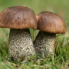 Leccinum, Moss