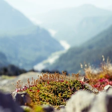 Moss, Mountains, rocks