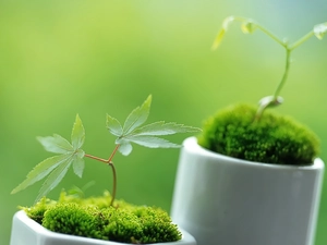 Moss, seedlings, tea