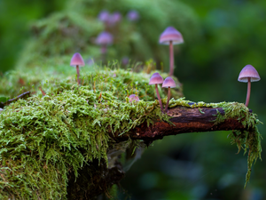 Moss, Close, Milking bonnet, Lod on the beach, mushrooms