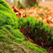 Moss