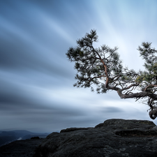 mount, Saxon Switzerland National Park, trees, Sky, Germany, Lilienstein Mountain, pine