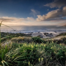 Coast, Flowers, Mountains, grass