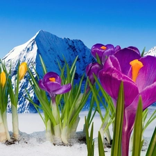 crocuses, Mountains