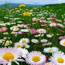 Mountains, Meadow, daisies