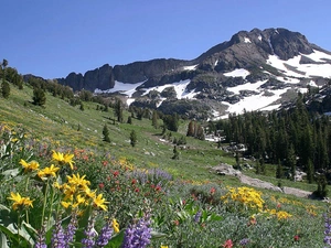 Mountains, Meadow, Flowers