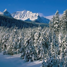 Mountains, winter, forest