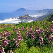 Mountains, sea, lupine