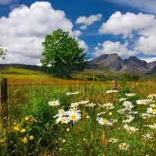 Meadow, Mountains