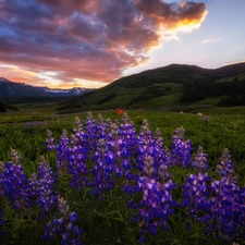 Mountains, Flowers, clouds, Great Sunsets, car in the meadow, lupine