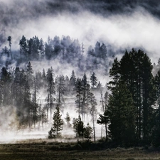 Mountains, woods, mists