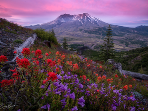 trees, mountains, Meadow, viewes, Indian Paintbrush, The United States, Washington State, Volcano Mount St. Helens, Cascade Mountains, Sunrise, Flowers