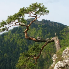 Pieniny, Sokolica, Rocks, Mountains, pine