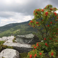 Mountains, Plant