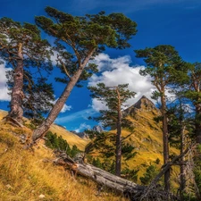 pine, Mountains, trees, viewes, Mountains