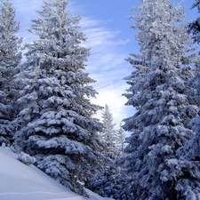 mountains, winter, trees, viewes, Snowy