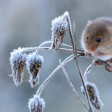 mouse, frosty, Plants