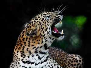 moustache, Panther, canines