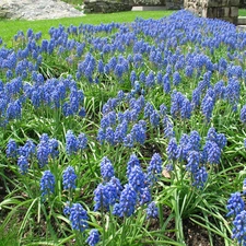 Muscari botryoides