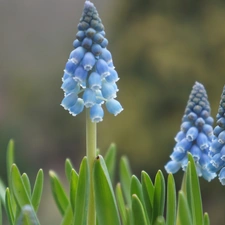 Muscari, Blue, Flowers