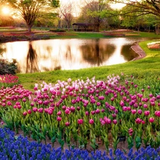 Park, Tulips, Muscari, brook