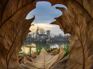 lake, Mushrooms, House, ruin, leaf