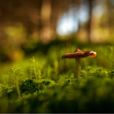 Moss, Mushrooms