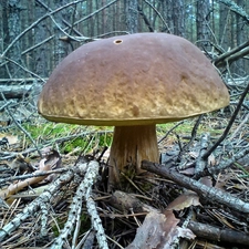Mushrooms, Real mushroom, Tucholskie, forest, forests