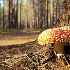 Mushrooms, toadstool, trees, viewes, forest