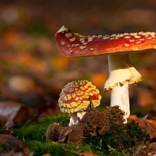 toadstools, Two cars, mushrooms