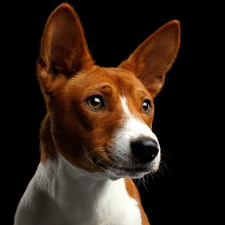 muzzle, dog, Basenji