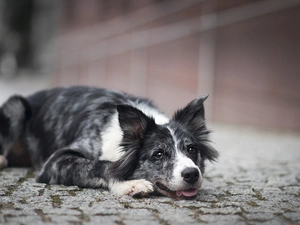 dog, muzzle, causeway, Border Collie