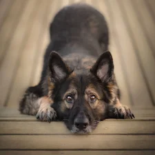 dog, muzzle, Eyes, German Shepherd